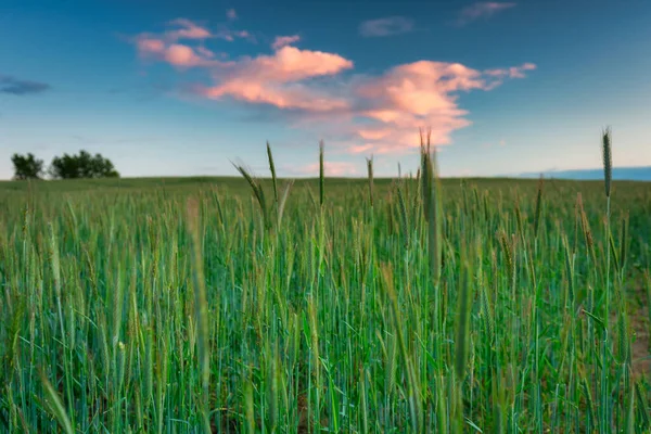 Puesta Sol Idílica Sobre Campo Trigo Polonia — Foto de Stock