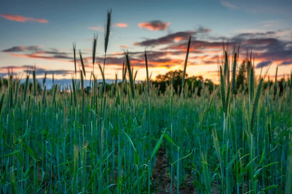 Polonya Daki Buğday Tarlasında Günbatımı — Stok fotoğraf