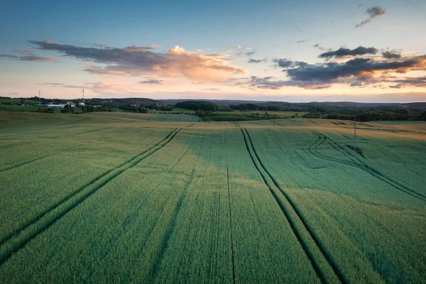 Tramonto Idilliaco Sul Campo Grano Polonia — Foto Stock