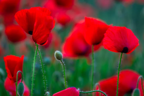 Hermosa Pradera Con Las Flores Amapola Atardecer Polonia —  Fotos de Stock