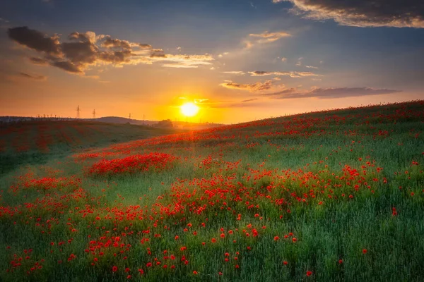 ポーランドの日没時にケシの花と美しい牧草地 — ストック写真