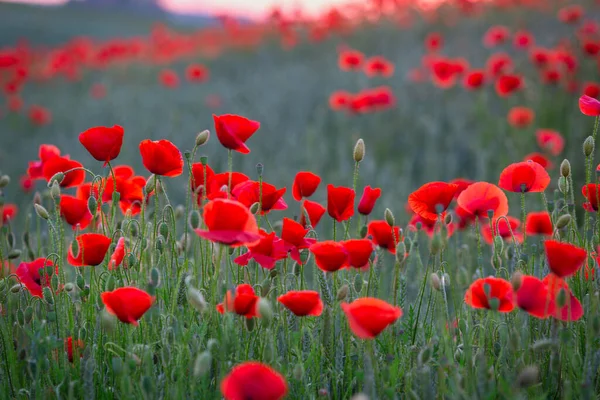 Hermosa Pradera Con Las Flores Amapola Atardecer Polonia —  Fotos de Stock