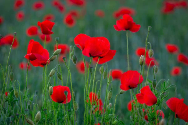 Hermosa Pradera Con Las Flores Amapola Atardecer Polonia — Foto de Stock