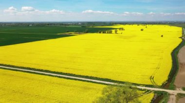 Mavi gökyüzünün altındaki sarı kolza tohumu tarlasının havadan manzarası, Polonya