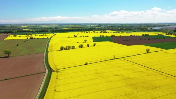 Aerial Landscape Yellow Rapeseed Field Blue Sky Poland — Stock Video