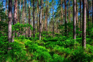 Yazın güneşli bir ormanın güzel manzarası, Polonya