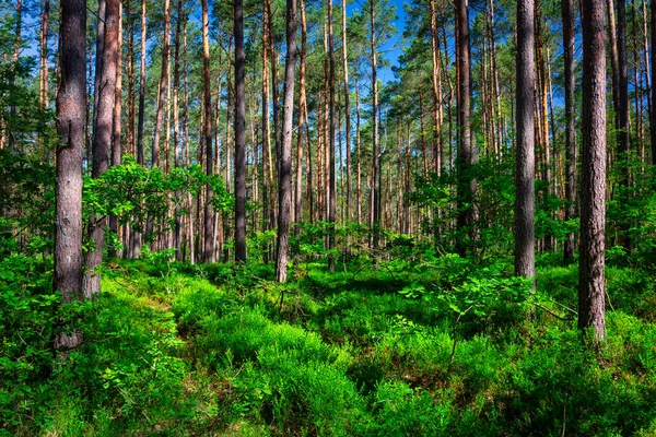 Yazın güneşli bir ormanın güzel manzarası, Polonya