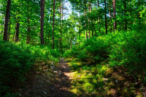 Prachtig Landschap Van Een Zonnig Bos Zomer Polen — Stockfoto