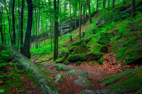 Beautiful Landscape Trail Giant Mountains Chojnik Castle Poland — 스톡 사진