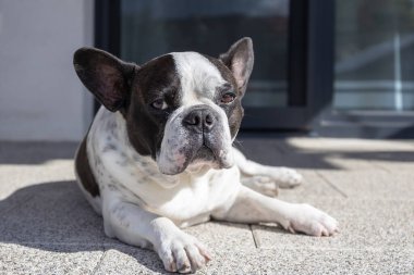 Fransız bulldog bahçe terasında yatıyor.