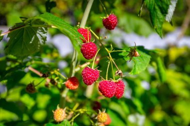Red raspberries on the bush on a sunny day.