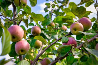 Beautiful apples ripening on a tree branch in an apple orchard