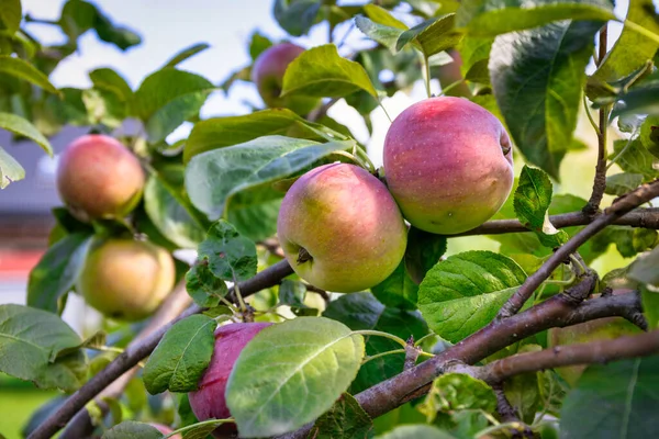 Beautiful Apples Ripening Tree Branch Apple Orchard — Zdjęcie stockowe