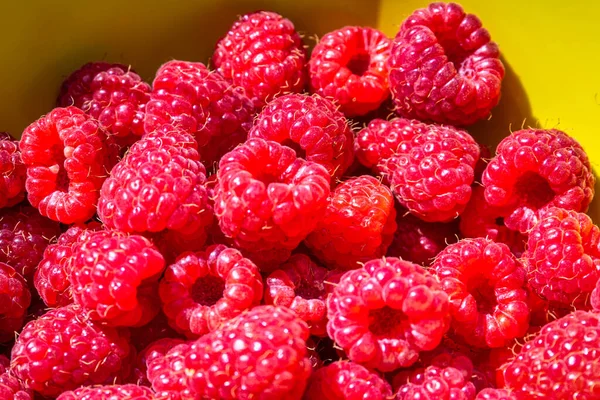 Bowl Full Red Raspberries — Zdjęcie stockowe