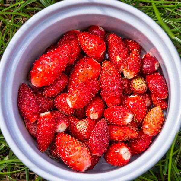 Bowl Full Wild Strawberries — стоковое фото