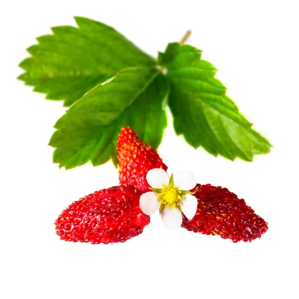 Wilde Aardbeien Met Bladeren Geïsoleerd Een Witte Achtergrond — Stockfoto