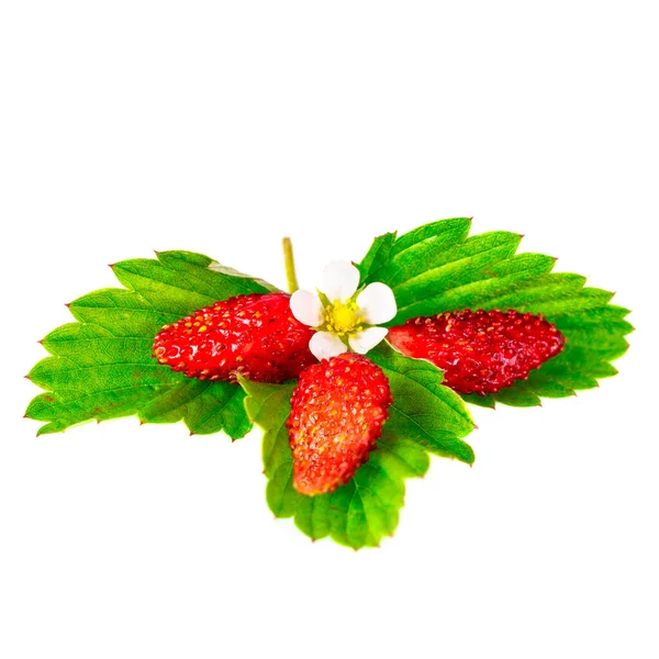 Wilde Aardbeien Met Bladeren Geïsoleerd Een Witte Achtergrond — Stockfoto