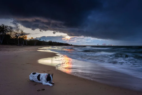 Franse Bulldog Het Strand Van Oostzee Gdansk Bij Zonsondergang Polen — Stockfoto
