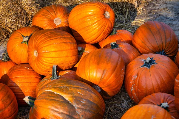 Citrouilles Orange Ferme Par Une Journée Ensoleillée — Photo