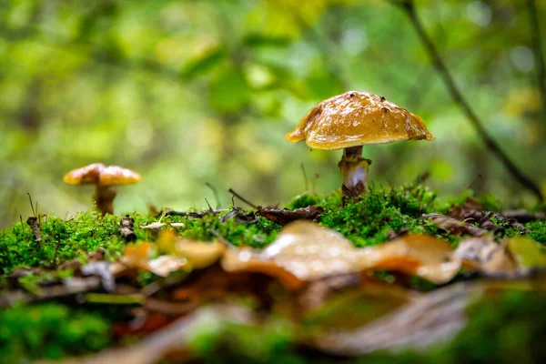 Suillus Luteus Fungus Осеннем Лесу — стоковое фото