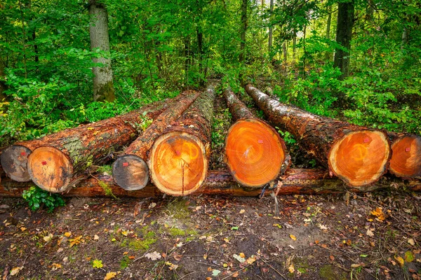 光秃秃的森林里一堆堆被砍倒的松树 — 图库照片