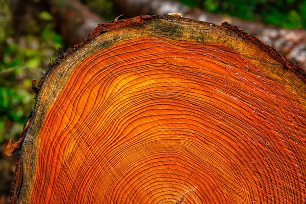 Närbild Avhuggna Tallar Polsk Skog — Stockfoto