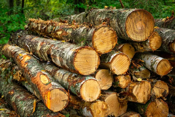 Stapel Gekapte Berkenbomen Het Polijstbos — Stockfoto