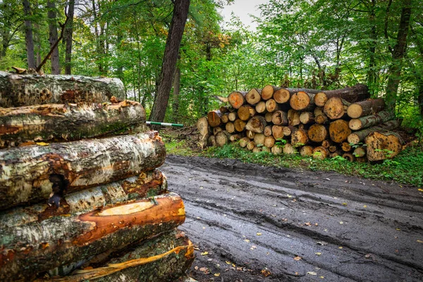 Haufen Gefällter Birken Polnischen Wald — Stockfoto