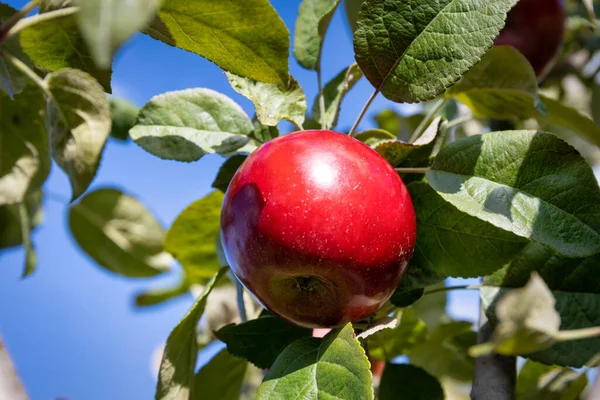 Beautiful Apples Ripening Tree Branch Apple Orchard — Foto de Stock