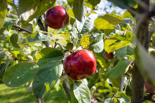 Beautiful Apples Ripening Tree Branch Apple Orchard — Foto de Stock