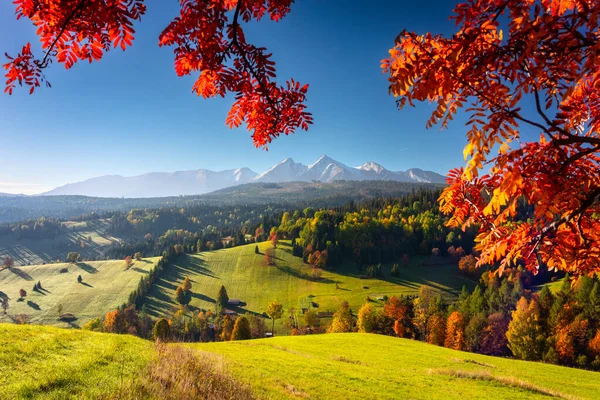 美丽的秋天 日出时分 塔特拉山下长着红黄相间的树木 斯洛伐克 — 图库照片