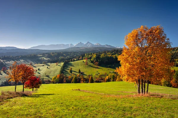 Hermoso Otoño Con Árbol Amarillo Bajo Las Montañas Tatra Amanecer —  Fotos de Stock
