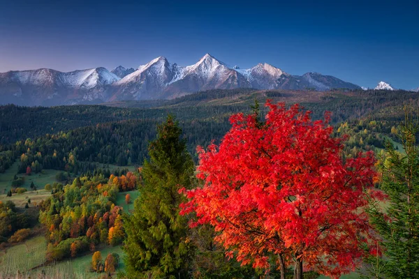 美丽的秋天 日出时分 塔特拉山下长着一棵红树 斯洛伐克 — 图库照片