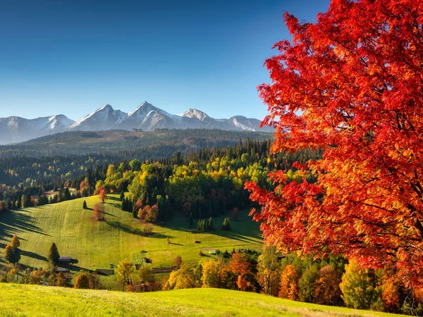 Hermoso Otoño Con Árbol Rojo Bajo Las Montañas Tatra Amanecer — Foto de Stock