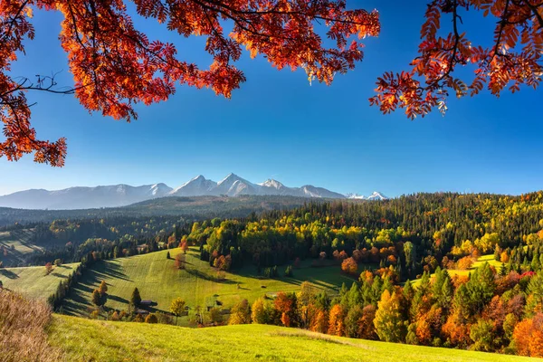 Belo Outono Com Uma Árvore Vermelha Sob Montanhas Tatra Nascer — Fotografia de Stock