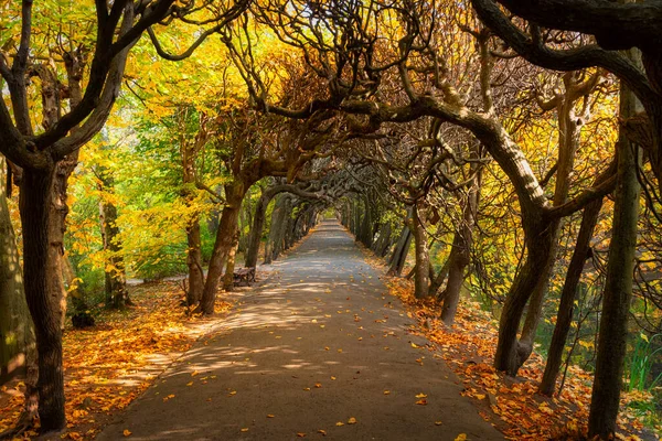 ポーランドのグダニスク オリワの公園に黄色の葉を持つ秋の路地 — ストック写真