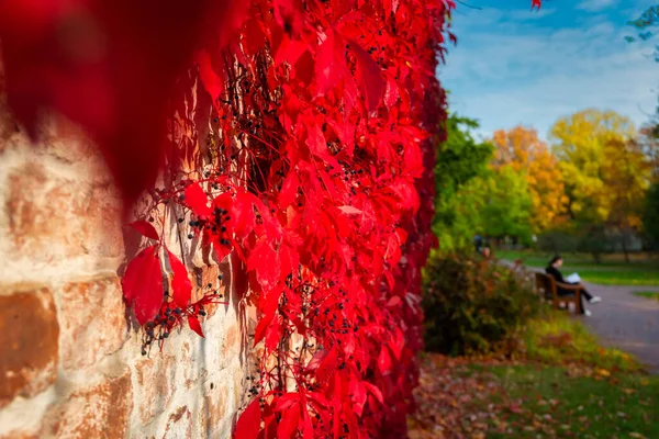 Die Herbstliche Landschaft Des Parks Danzig Mit Einer Mauer Die — Stockfoto