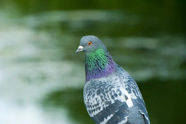 bir güvercin yakın çekim