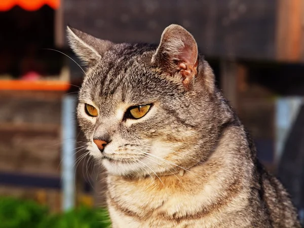 Katter ser ut — Stockfoto