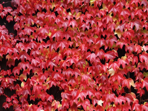 Czerwone liście winorośli — Zdjęcie stockowe