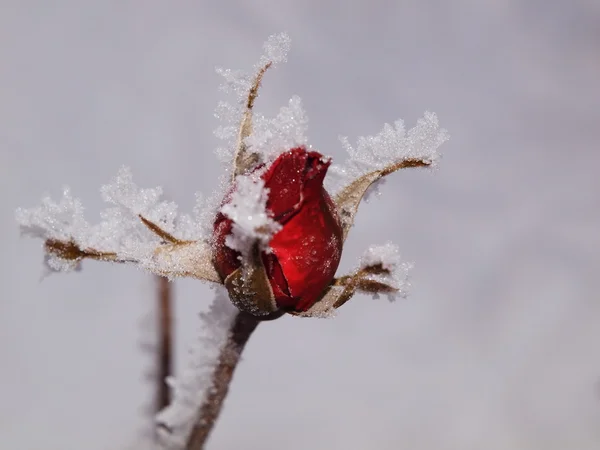 Rose bud met ijskristallen
