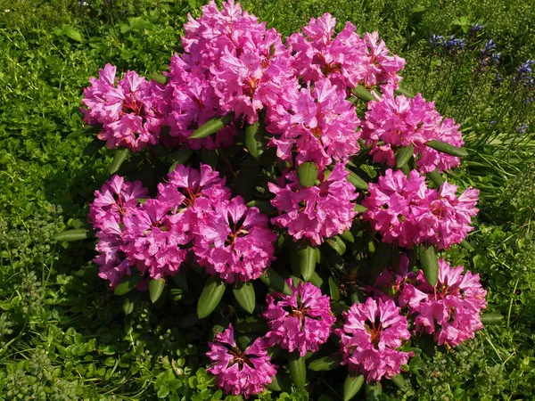 Rhododendron — Stockfoto