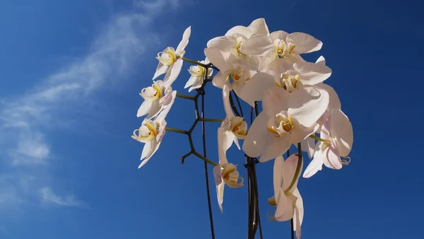 Kwiaty Orchid — Zdjęcie stockowe