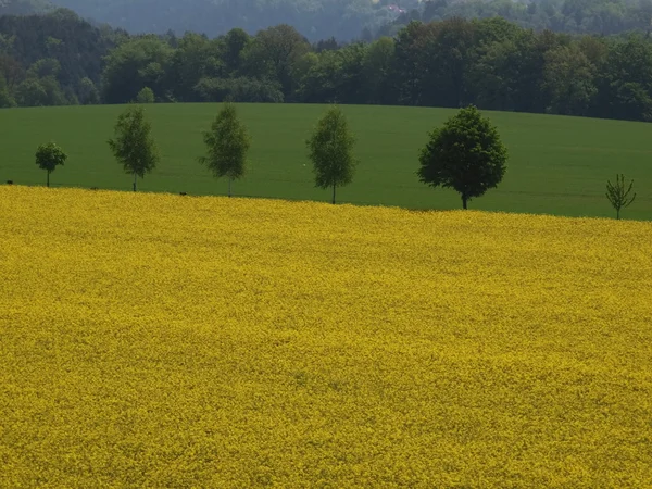 Rapsfeld — Stockfoto