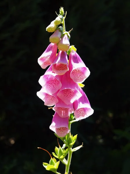 Flores de luva de raposa — Fotografia de Stock