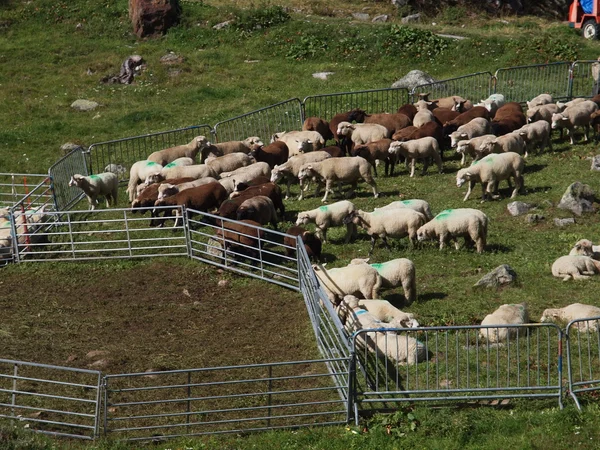 Schafe — Stockfoto