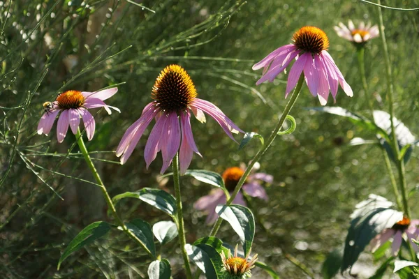 Echinacea — Fotografia de Stock