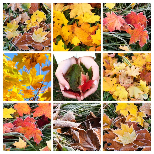 Jesienny kolaż — Zdjęcie stockowe
