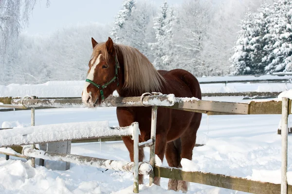 Cavalo no inverno — Fotografia de Stock