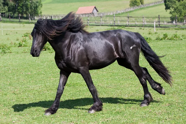Cavalo preto corre galope — Fotografia de Stock